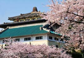 美麗校園——武漢大學(xué)篇